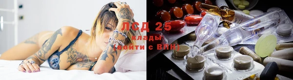 гашик Дмитров